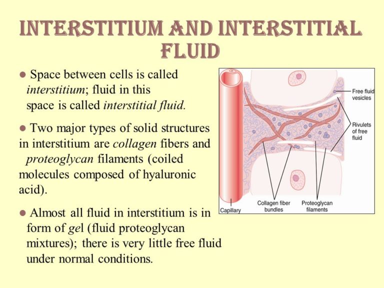 Meet The Interstitium Aka The San Jiao Channel » Three Moons ...